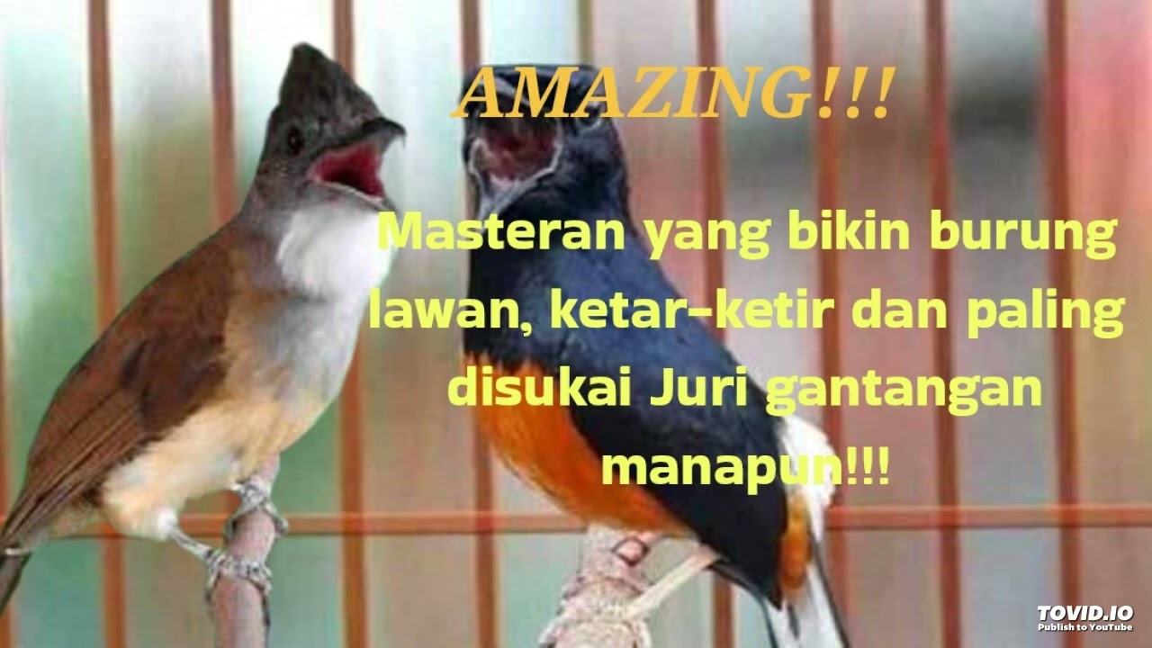 Masteran Cucak Jenggot, untuk murai, cak ijo dan kicau lainnya