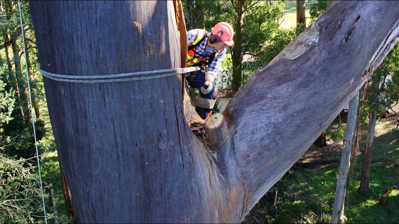 HUGE Dead Mountain Ash Tree Removal