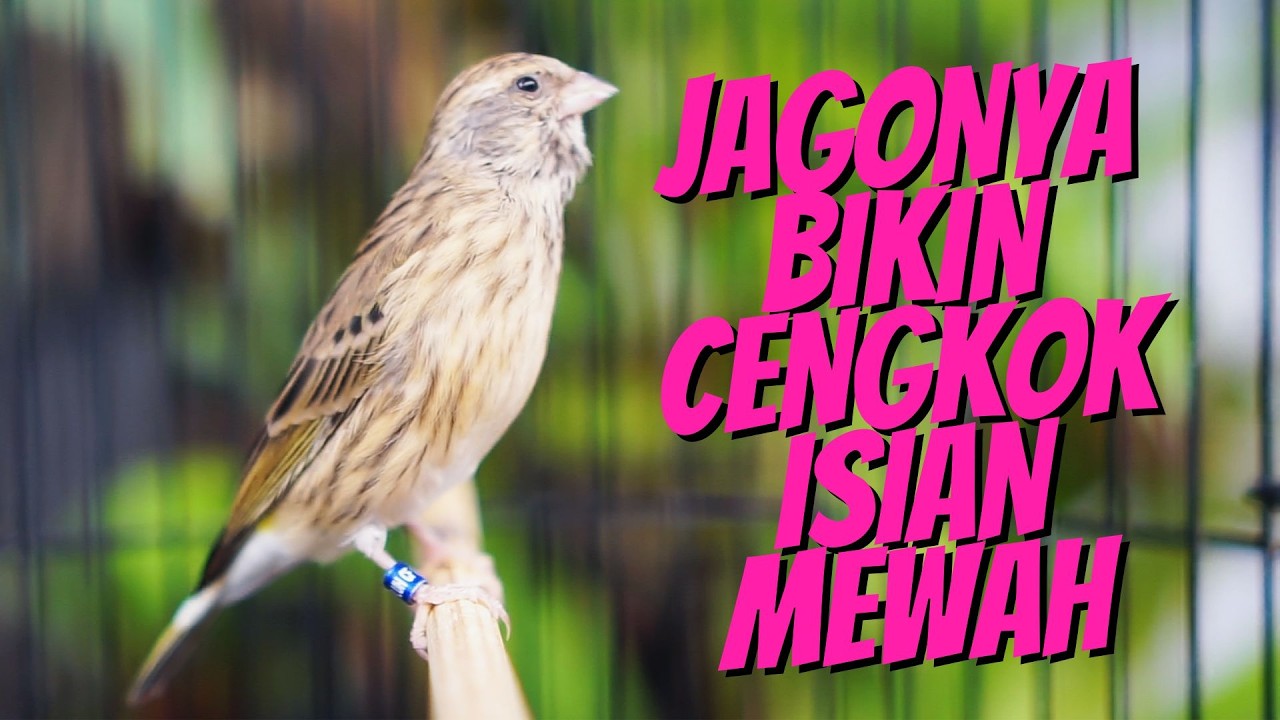 JAGONYA BIKIN CENGKOK ISIAN MEWAH! MASTERAN BLACKTHROAT GACOR SUARA JERNIH IDAMAN