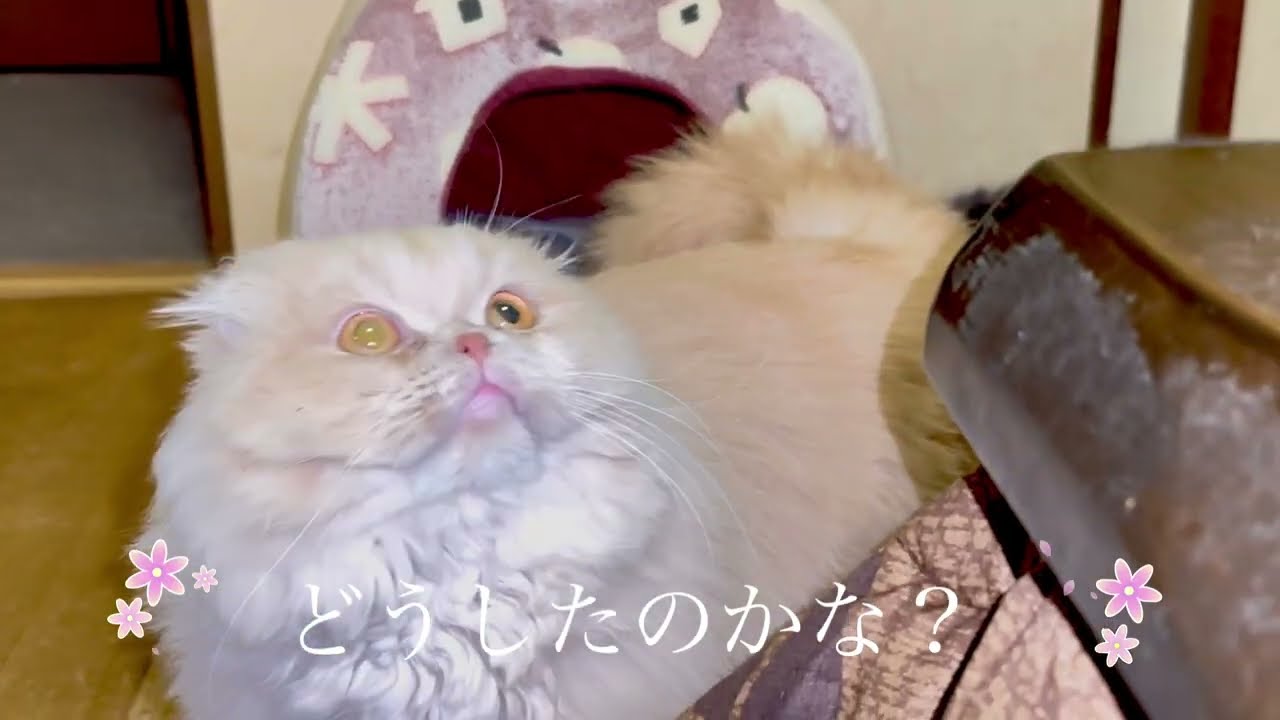七色に輝く目の猫がこちら🐈#ねこ動画 #ねこ #スコテツシユフォールド #cat 