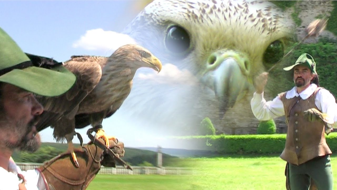 Falconry in Austria - Rosenburg | Sokolarstvo u Austriji | Falknerei in Österreich