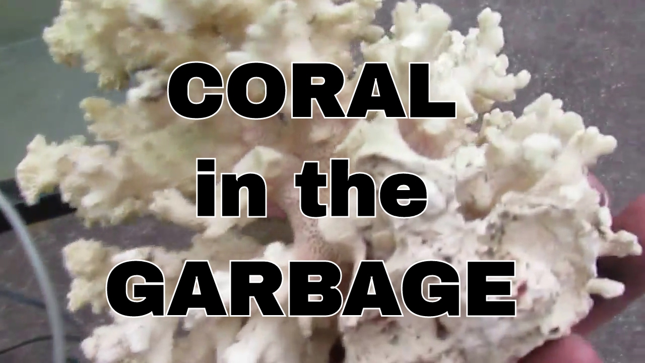 CORAL IN THE GARBAGE Found Dumpster Diving & Scrapping Metal Gold Plated Circuit Boards & Aquariums