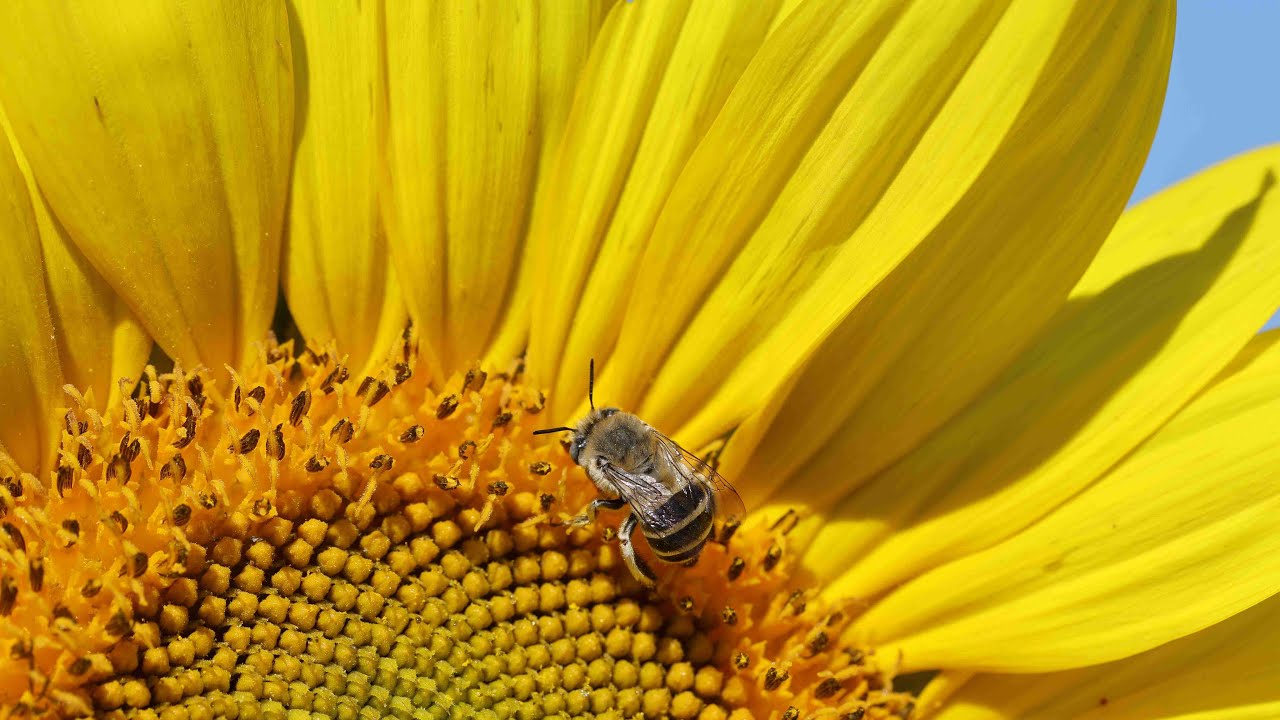 Pollinator Habitat - Delano, CA. Michael Renzi's Videos of Kern County, 