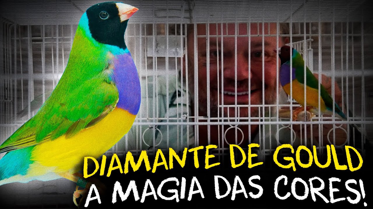 DIAMANTE DE GOULD: A AVE EXÓTICA MAIS COLORIDA DO MUNDO!