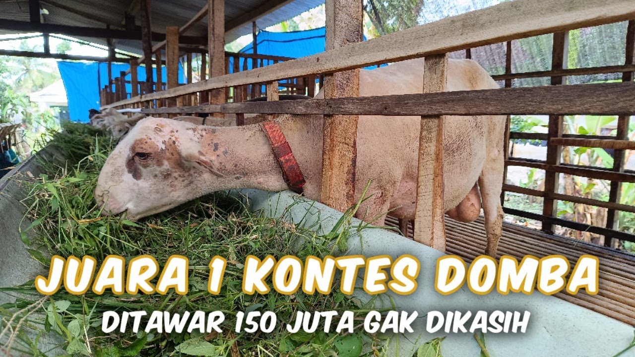 HABIBI !!! Domba Super Juara 1 Kontes Domba Banyuwangi