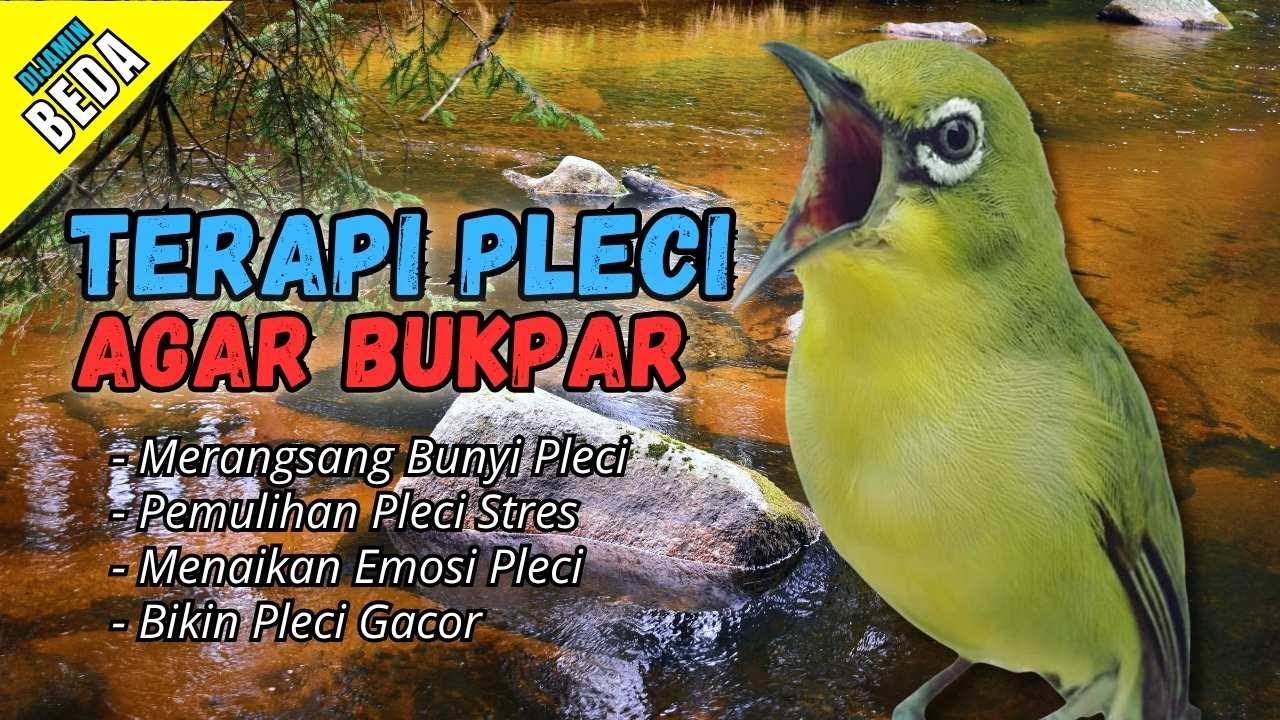 Semua Pleci Pasti Langsung Ikut Bunyi Ngalas - Terapi Pleci Agar Buka Paruh