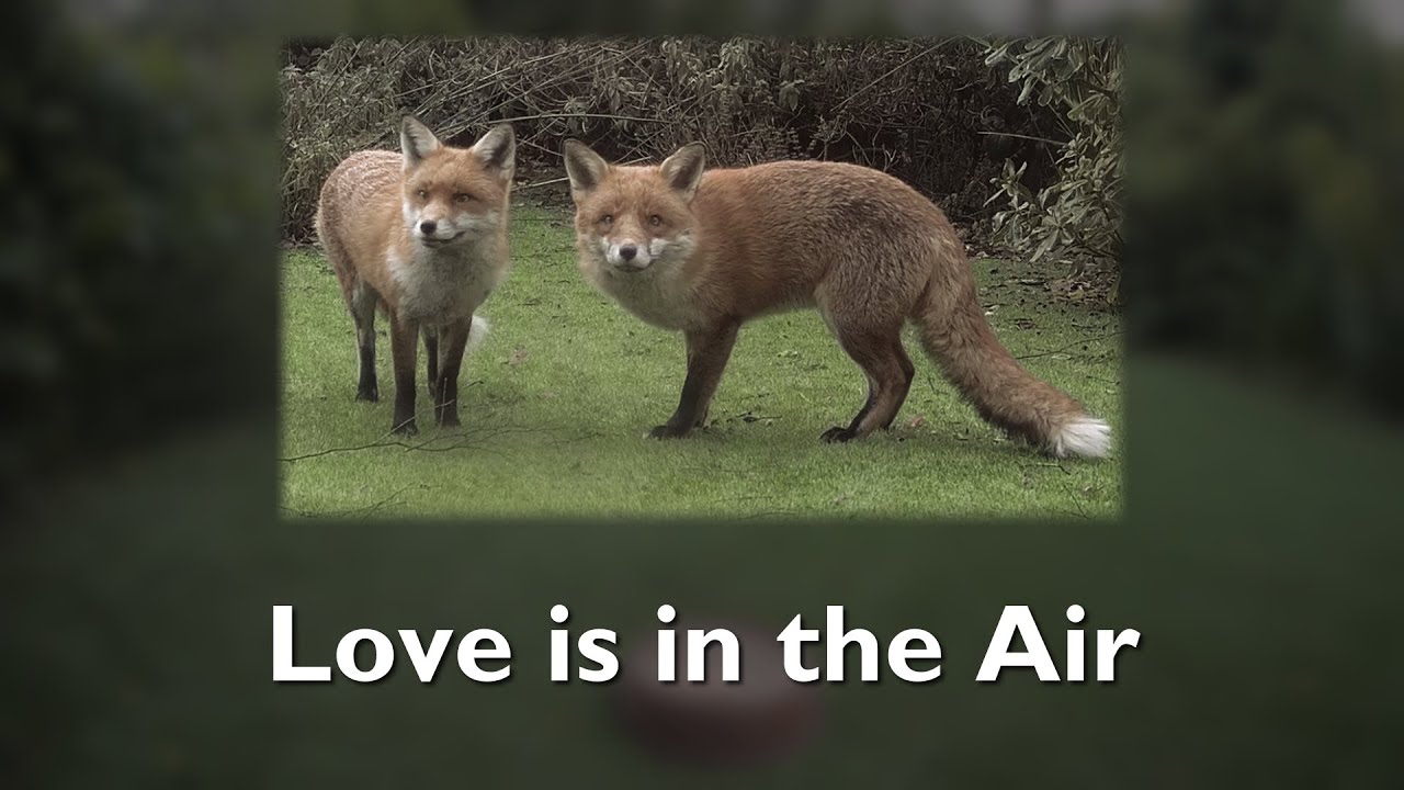 Love is in the Air