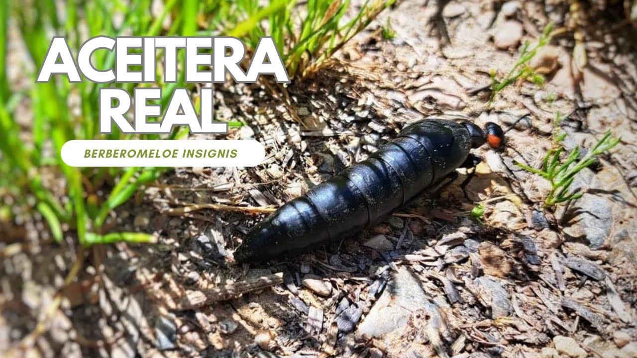 Aceitera Real ( Berberomeloe insignis)