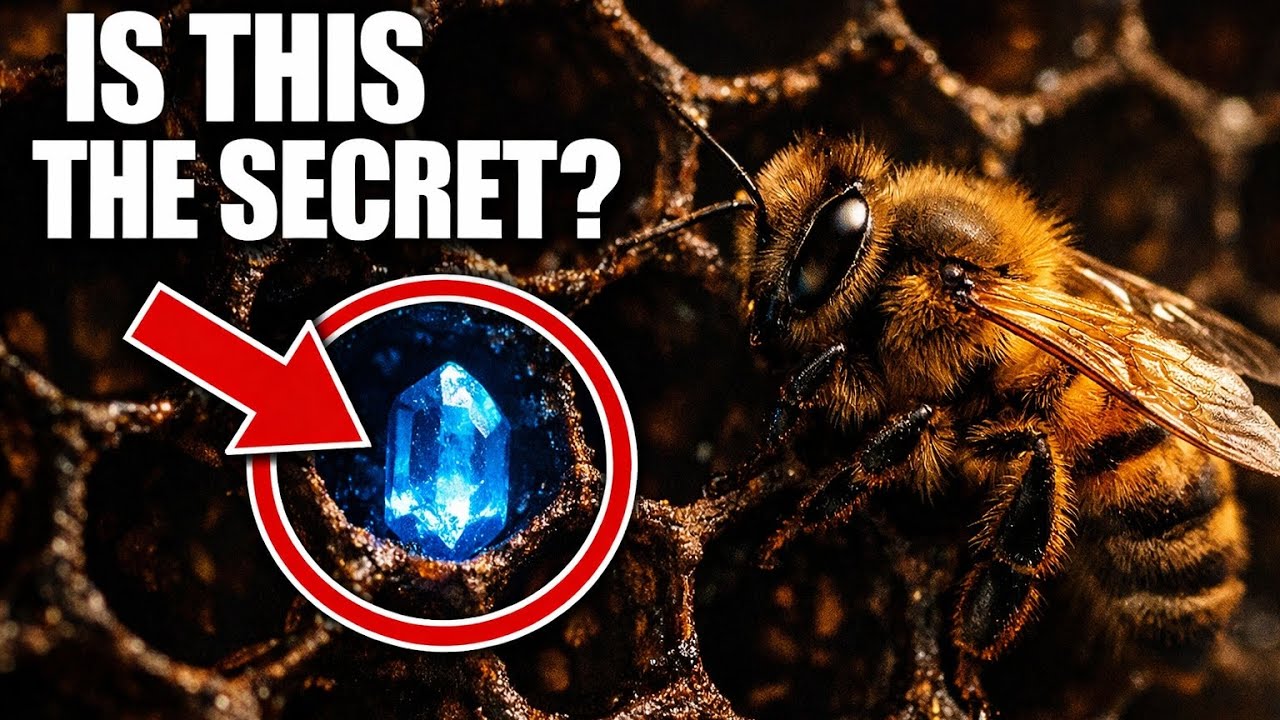 The Most Relaxing Facts About Honeybees to Fall Asleep To | Help You Sleep
