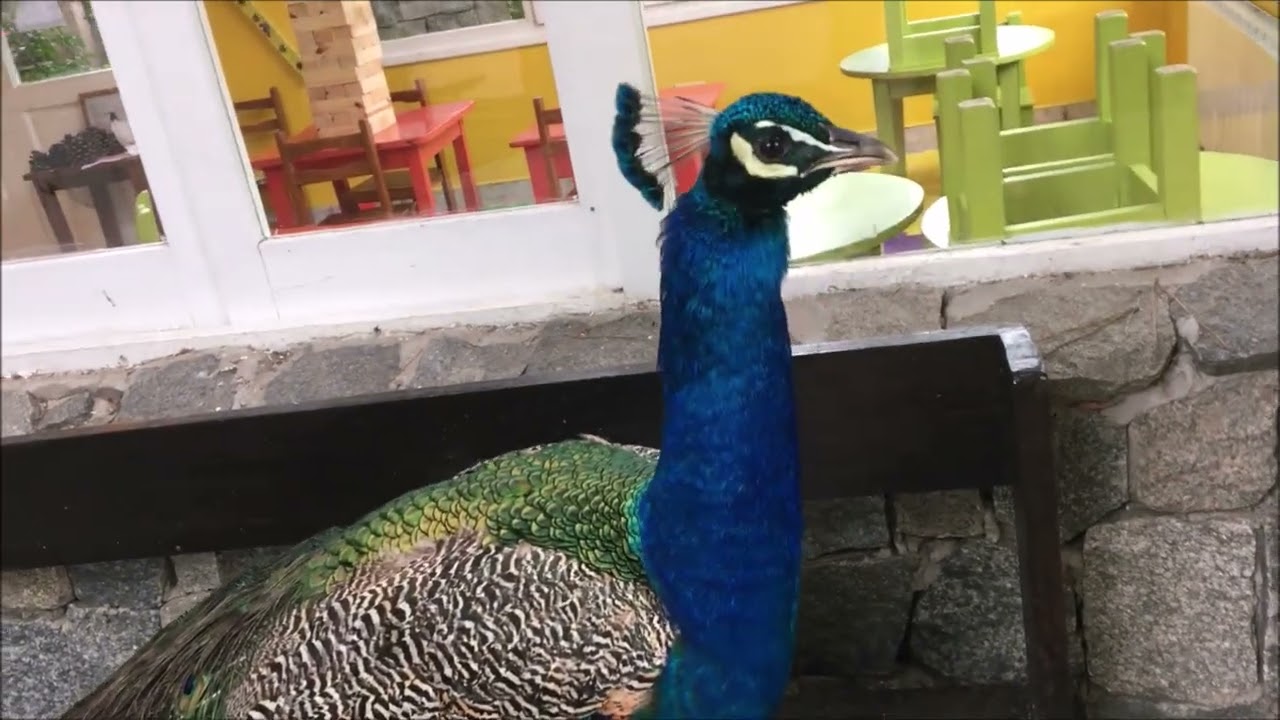 Cariló Documental de Los Pavos Reales 2022