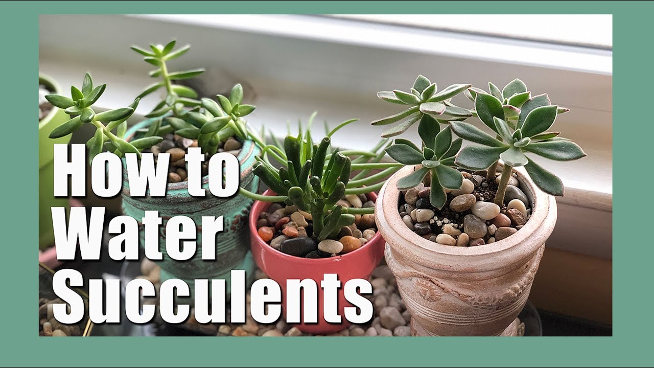 🌵 How to water succulents with a drainage hole | How to water succulents indoors 🌵