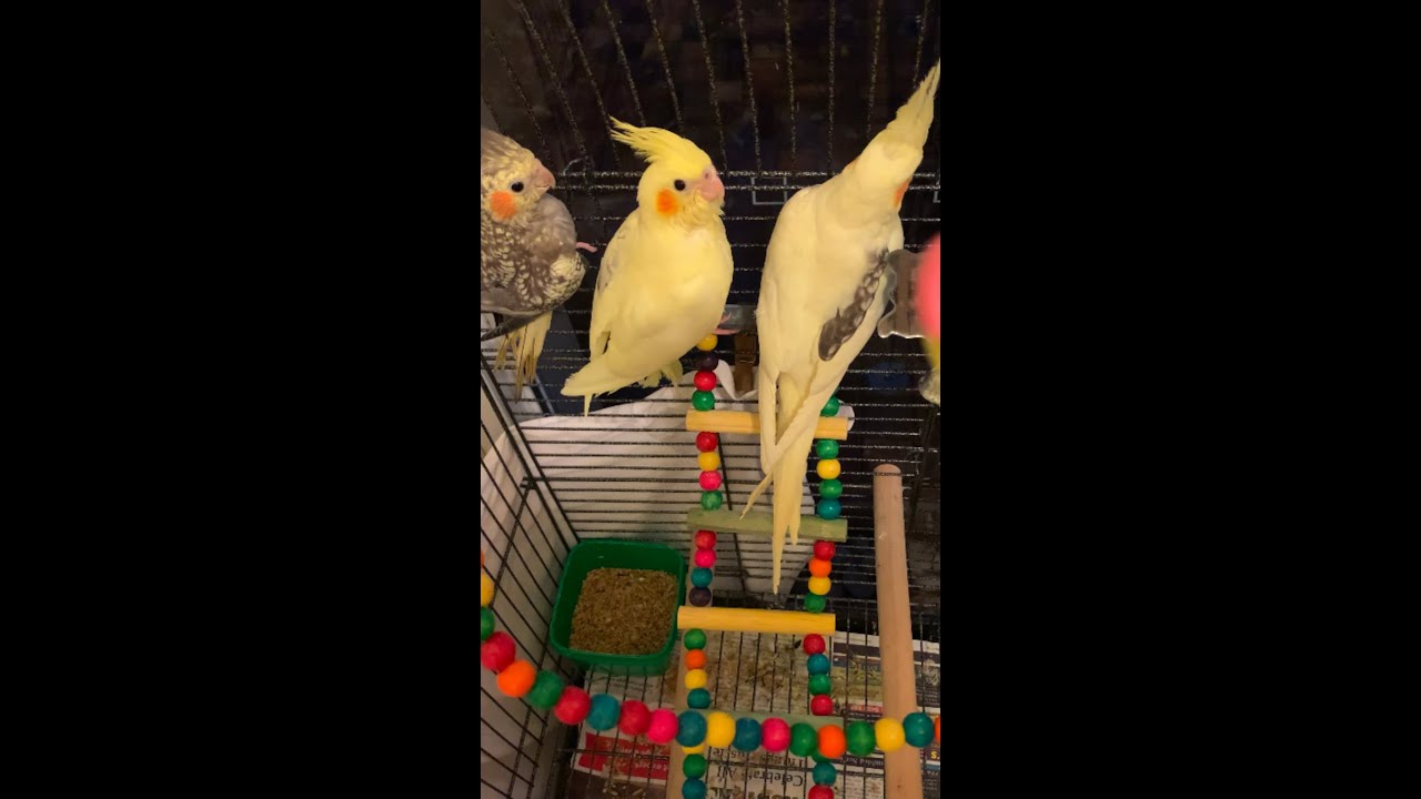 Everyone Wants to Stay at the Highest Place