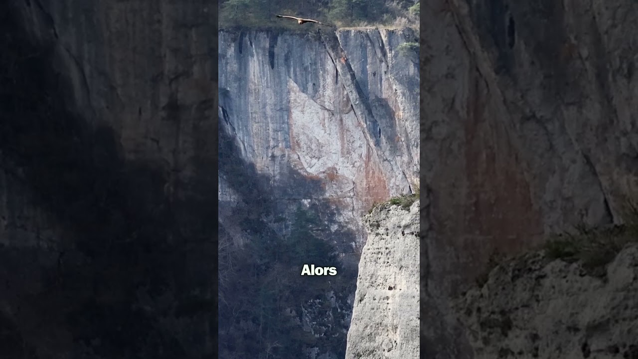 Le meilleur endroit pour observer les vautours fauves : au bord du canyon de la Jonte
