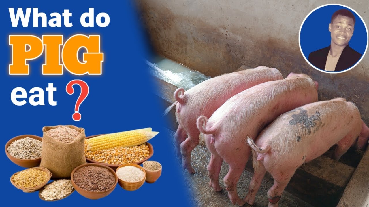 Best feed for pig in 2023 || What are pigs feed?