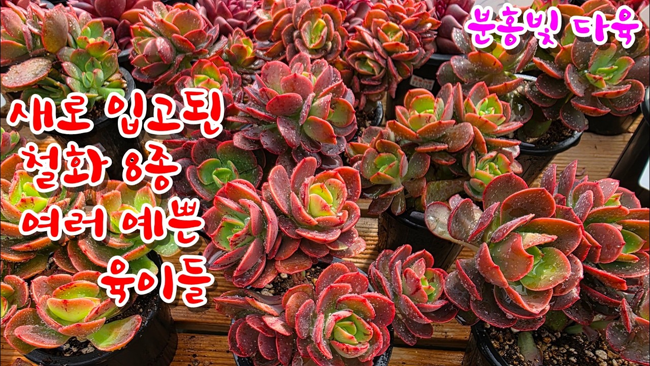 [26/3/6] 새로 입고된 #꽃피는 다육 #철화8종 #색감 예쁜 창 외 여러 다육이들
