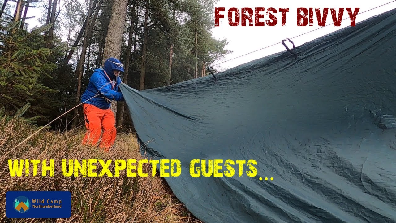 Forest bivy in the Alpkit Elan with unexpected guests 