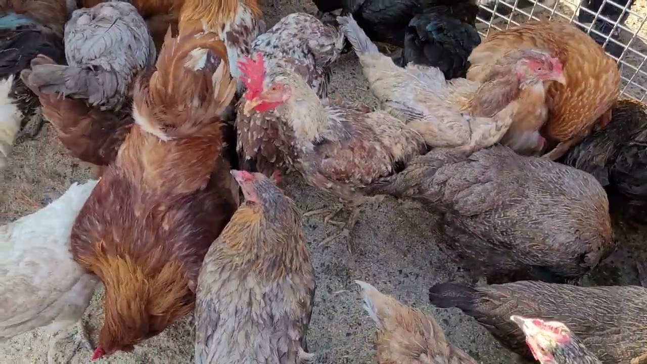 Tavuk pazarı Tuzla aydınlı mezbaga hayvan pazarı..