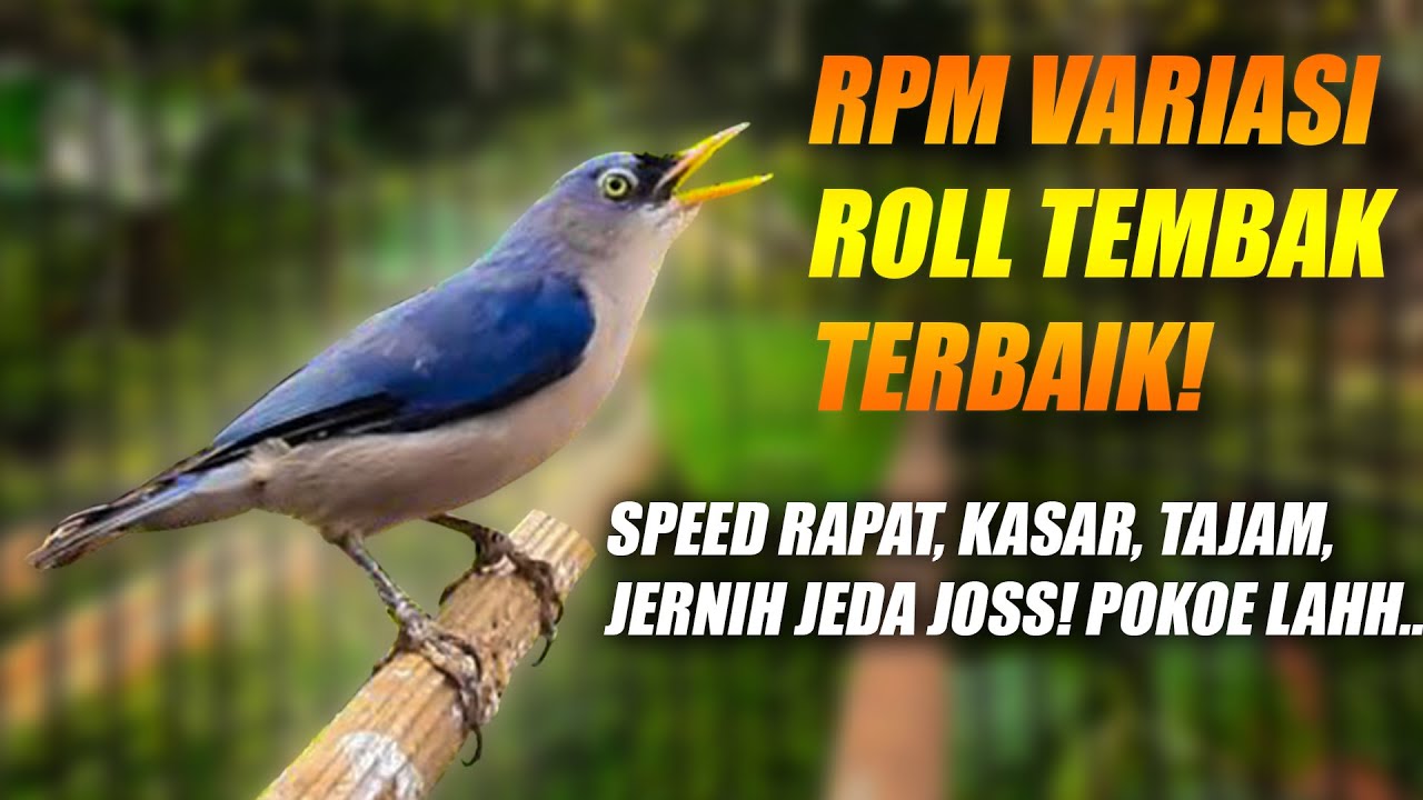 KOMBINASI CILILIN BREN CIBLEK SATU LAGU! RAMBATAN PATUH MERAH RPM GACOR FULL MATERI VARIASI MASTERAN