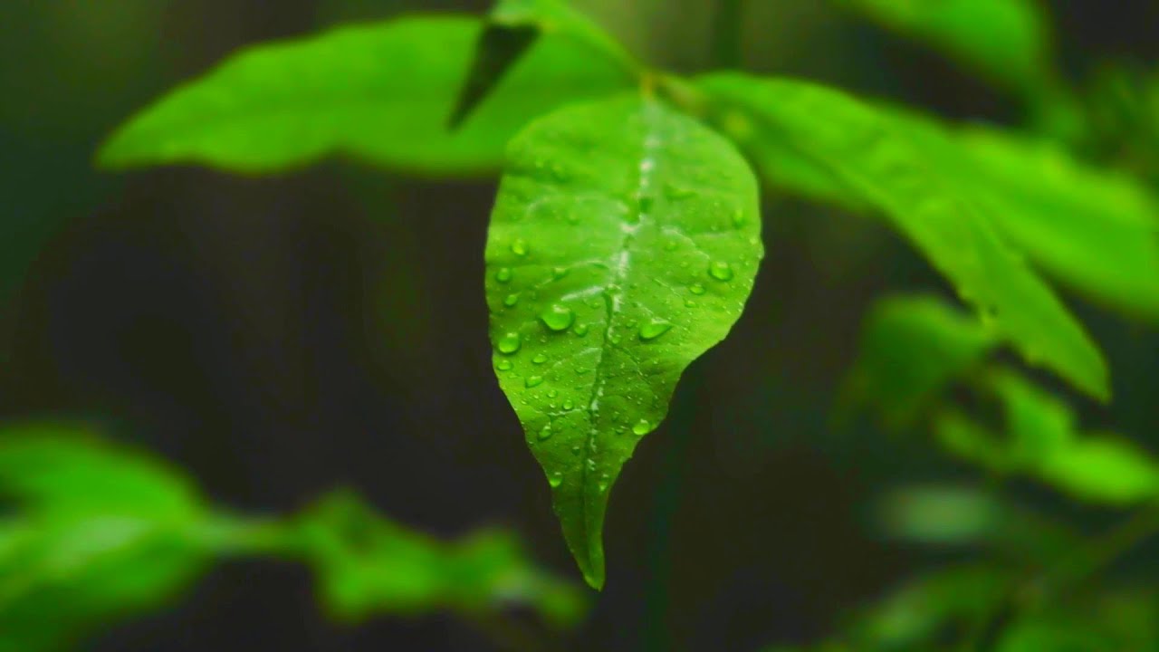 Rain on Leaves Sound Effect 🍀💧 raindrops 12 hours ambient noise  relaxation fast sleep