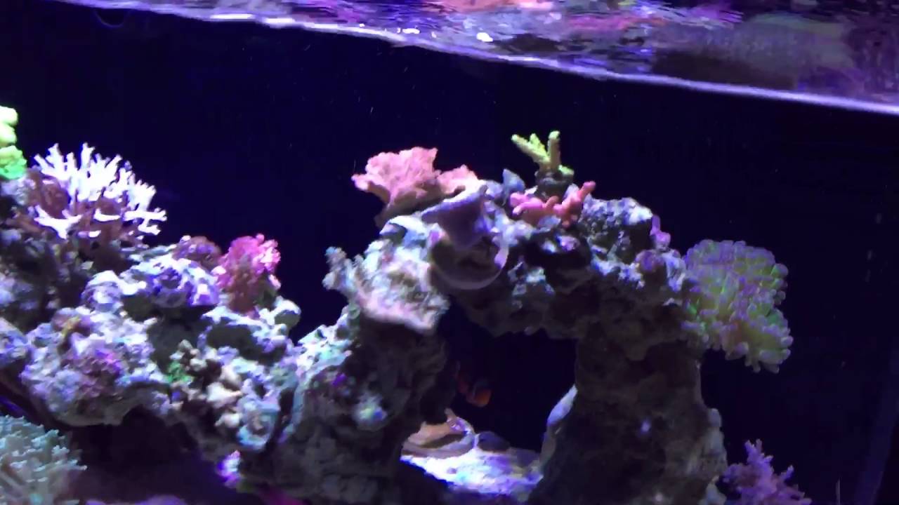 Nuvo fusion 8.5 month update