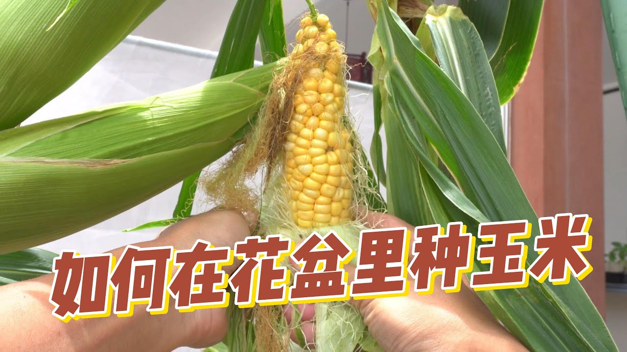 居然在阳台花盆里种玉米？从种子到收获!