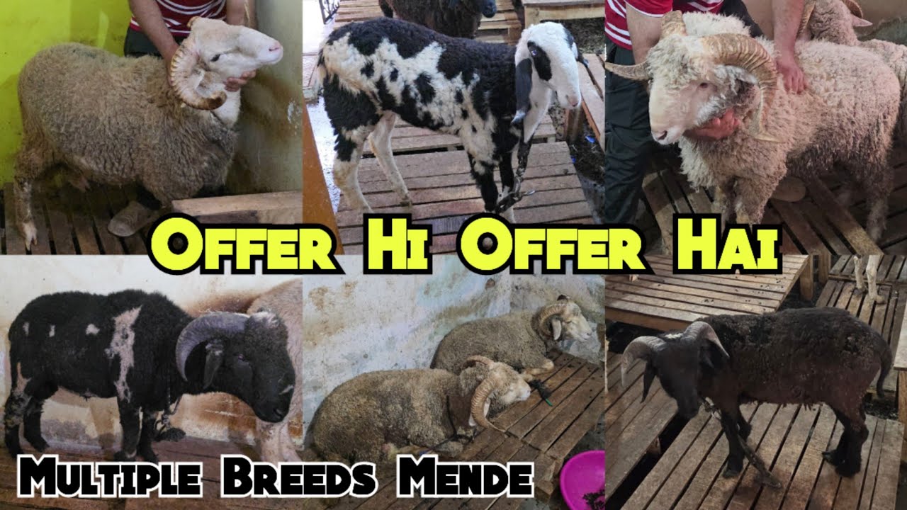 Saste Bakre Vilayati Jersey Hantal & More Breeds Sheeps in Hyderabad Kalapathar Near Fatima Hospital