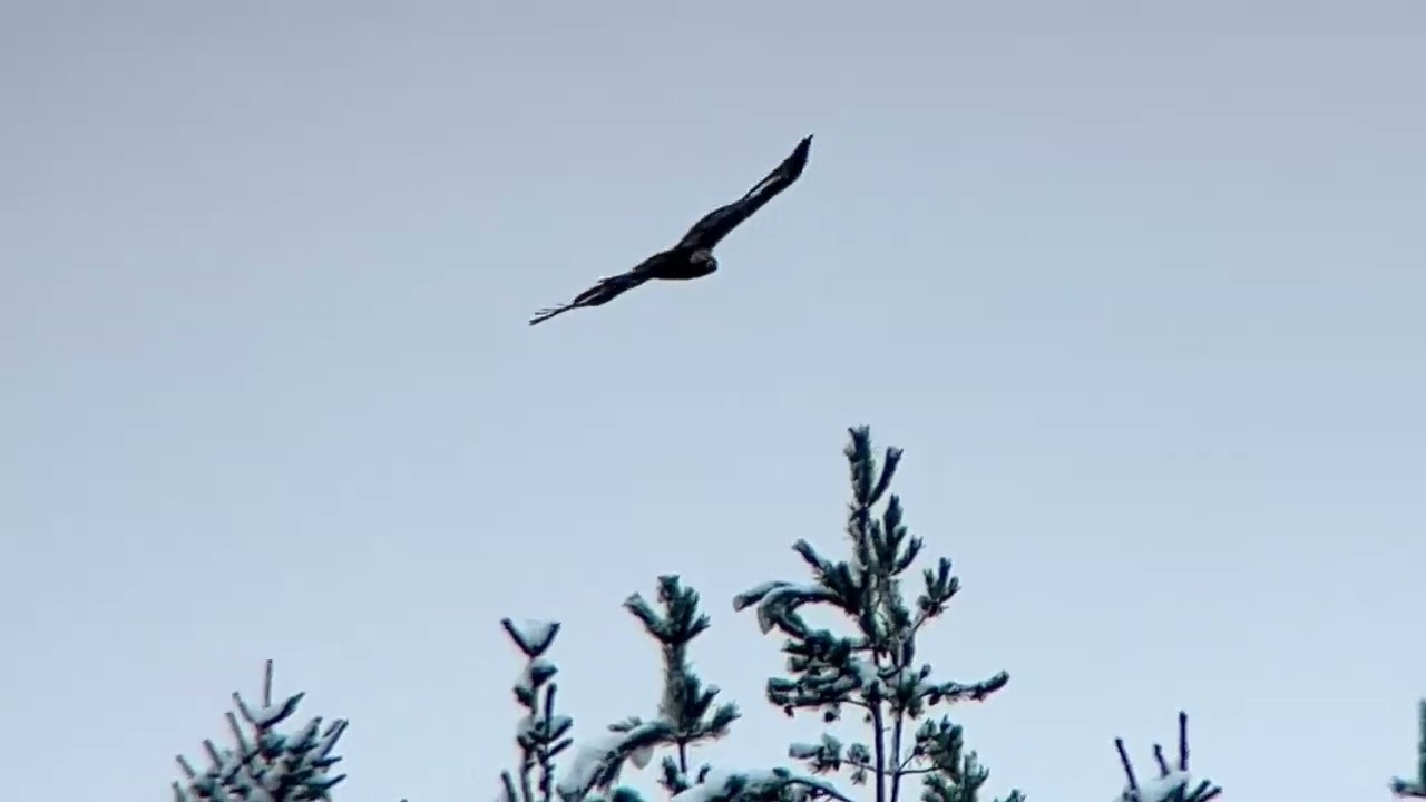 Golden eagle (Aquila chrysaetos) 2 cy. Ryda, Uppland 08 December 2026. iPhone digiscoping.