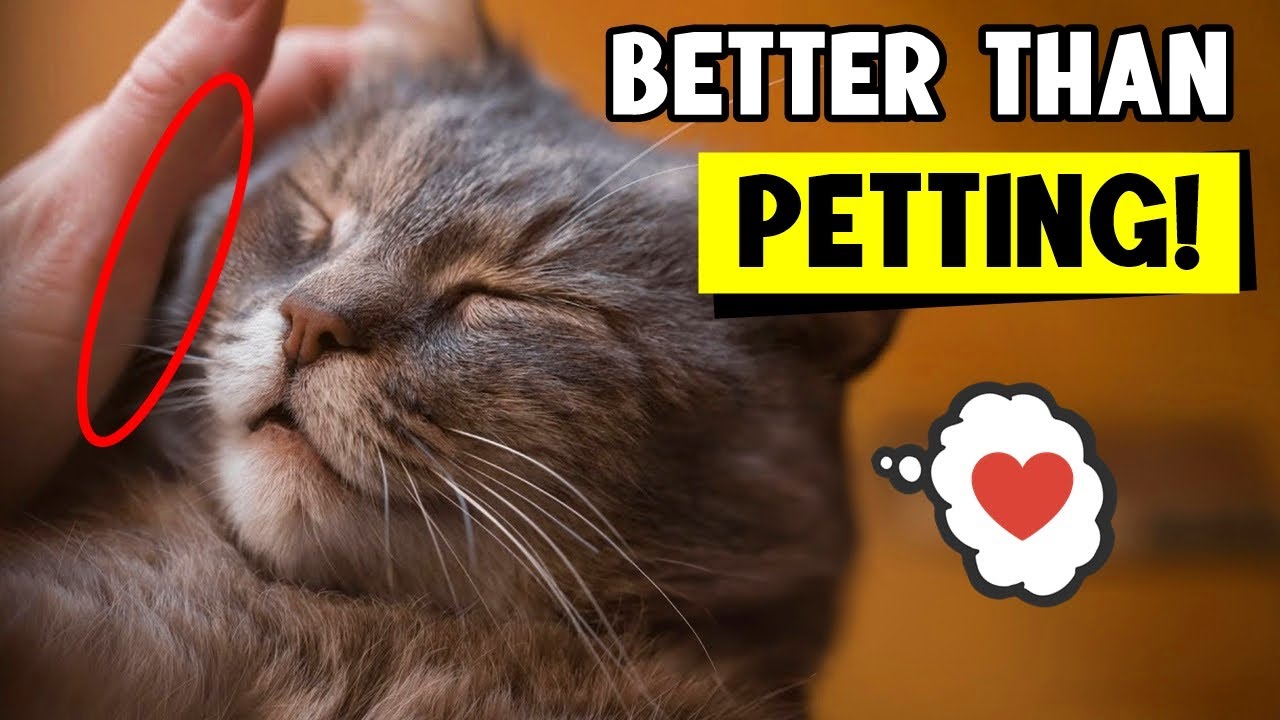 10 Things Your CAT LOVES MORE Than Getting PETS!