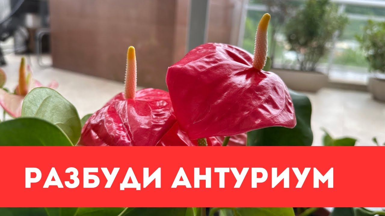 Антуриум, как Пробудить Растение после Зимнего Сна