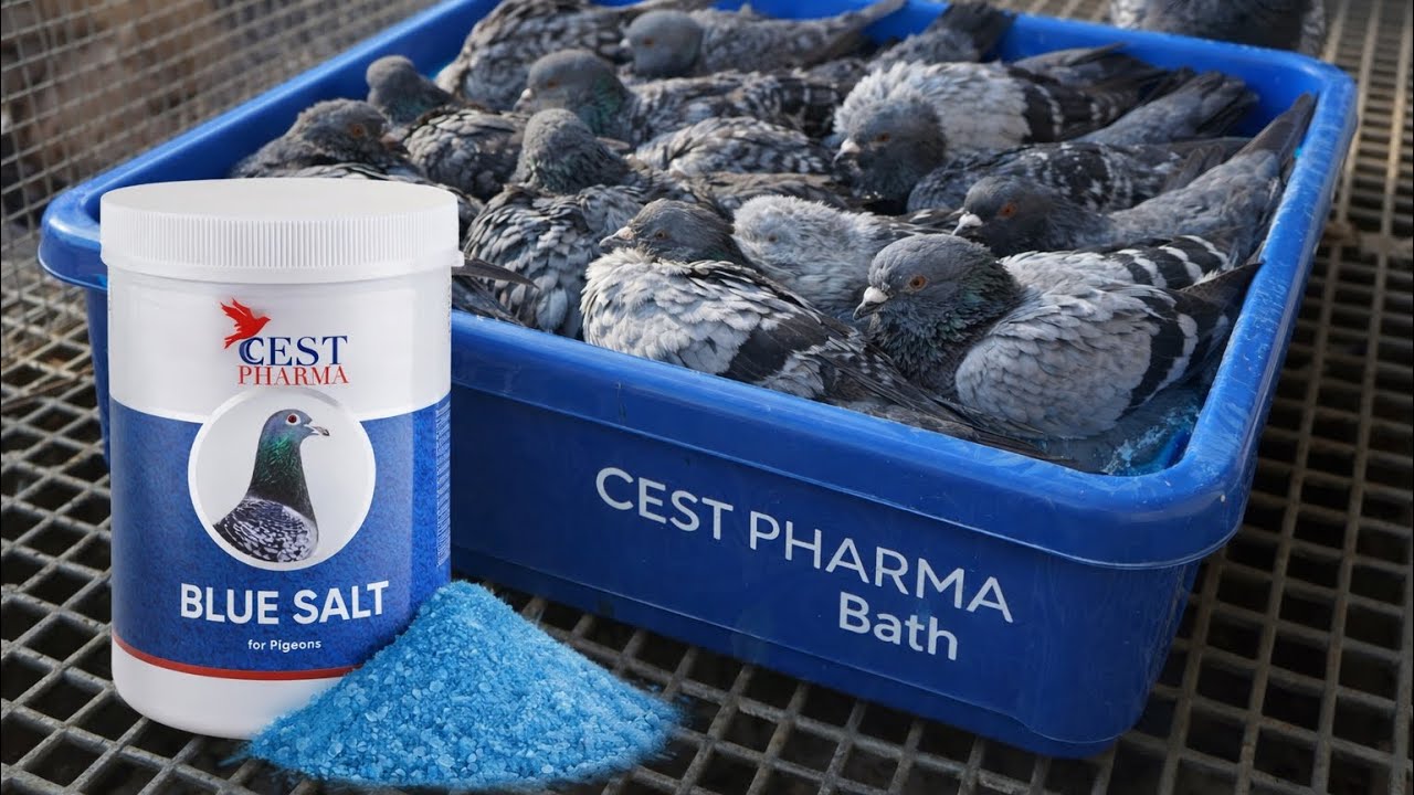 Baie la porumbei și produsul esențial!