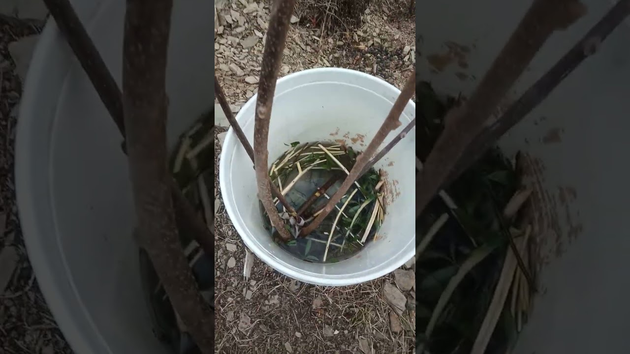 Kiwi Fruit Plant Cutting Dip in Rooting Hormone Booster for Faster Growth I Growerr 