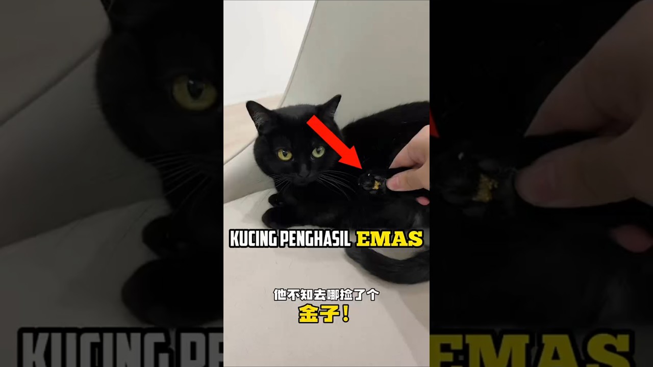 DUNIA HEWAN KUCING PENGHASIL EMAS #kucing #cat #shorts #shortsfeedshorts