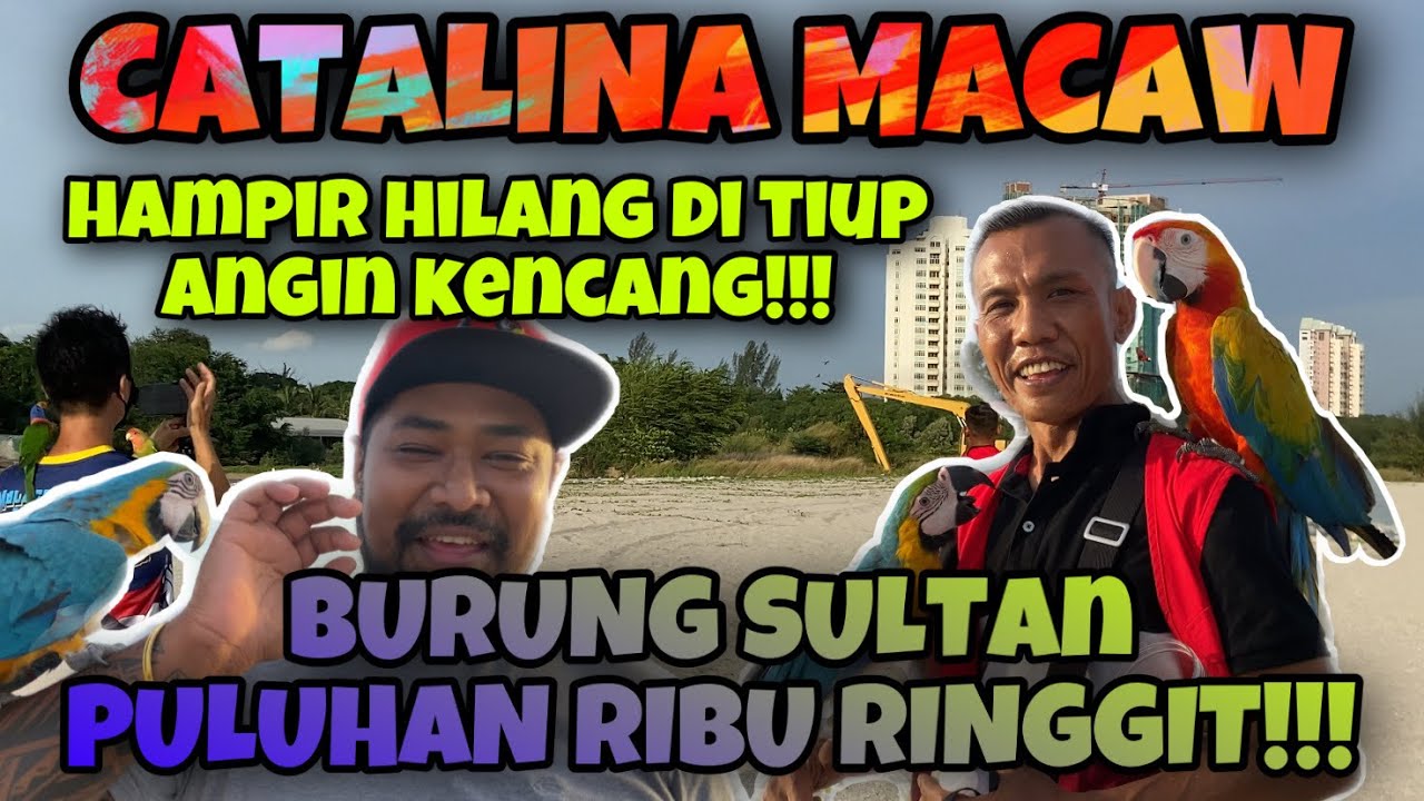 CATALINA MACAW FREE FLY‼️HAMPIR HILANG KETIKA MELAWAN ANGIN KENCANG DI PANTAI KLEBANG MELAKA‼️