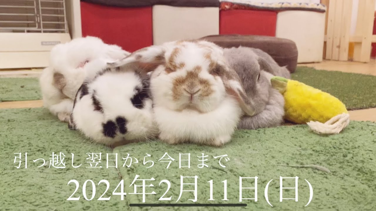 【2024年2月11日】引っ越し翌日から今日までの、メロジャーむぎもぎ　今日のうさちゃん達　　by うさぎカフェ もふれる 【Rabbit cafe Moff-rell】