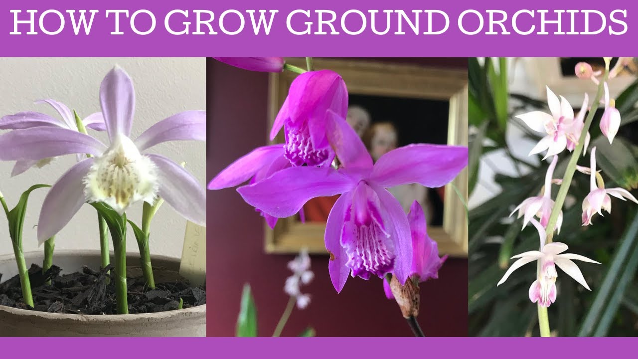 How to grow Chinese ground orchids: Bletilla striata, Pleione formosana & Calanthe aristulifera