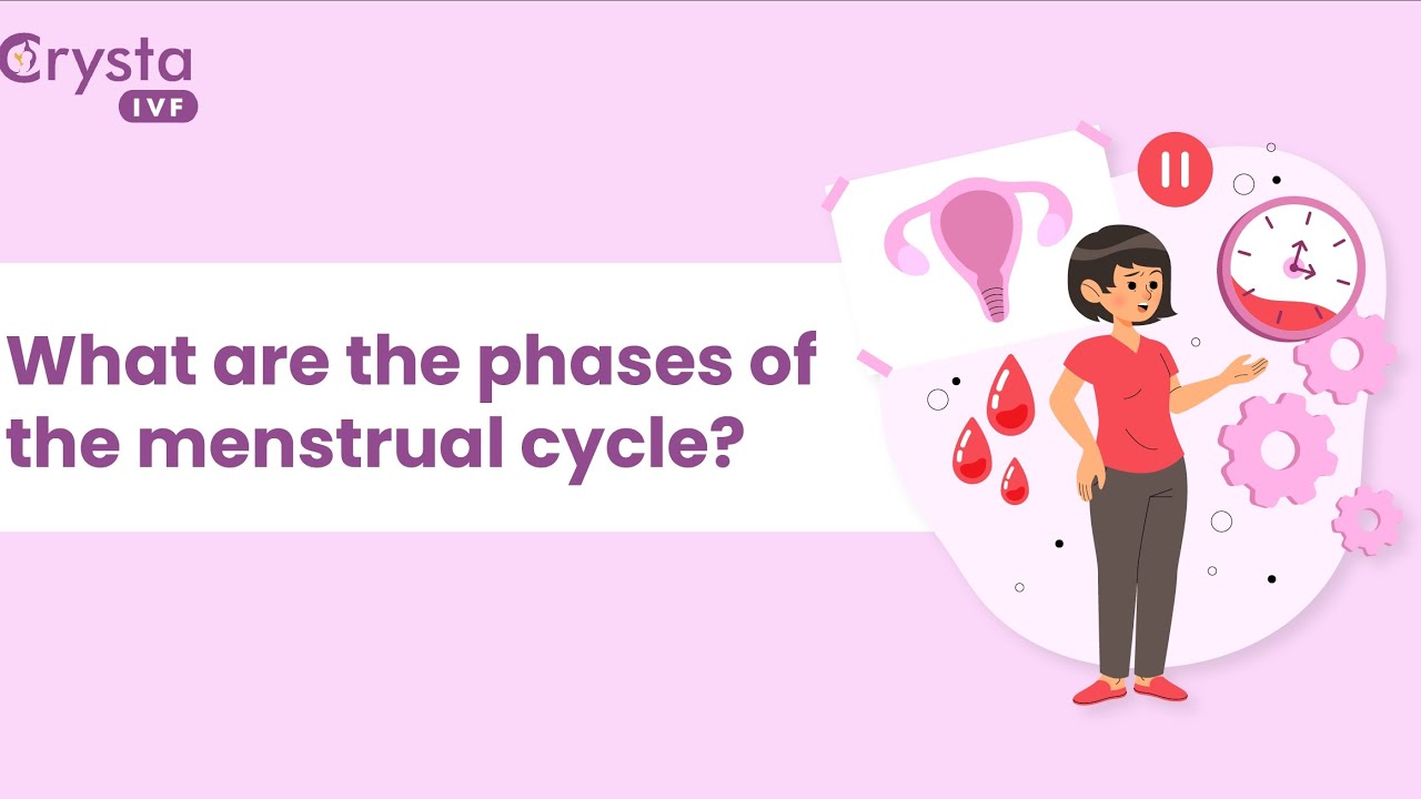 Phases of the menstrual cycle in detail with mind-blowing information|specially for females