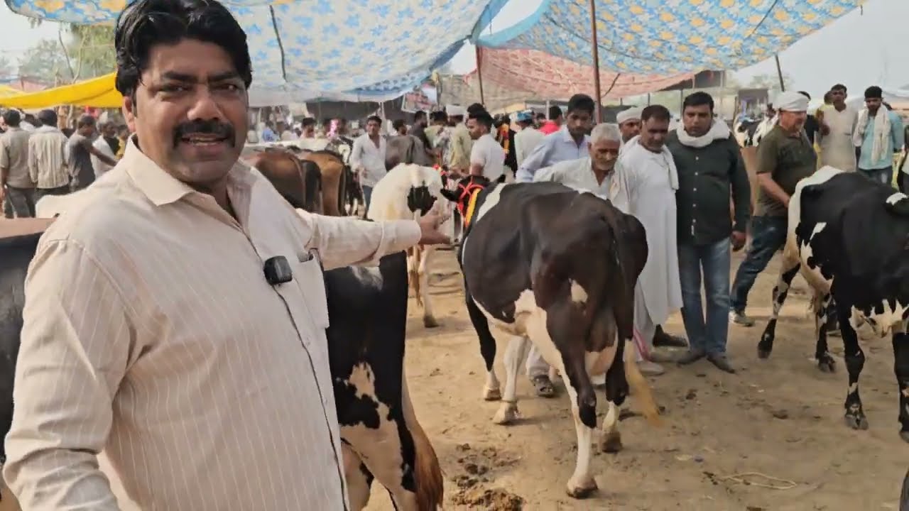 पश्चिम उत्तर प्रदेश की सबसे बड़ी गायों की लगने वाली मंडी का नाम है पारसी जो लगती है हर बुधवार को