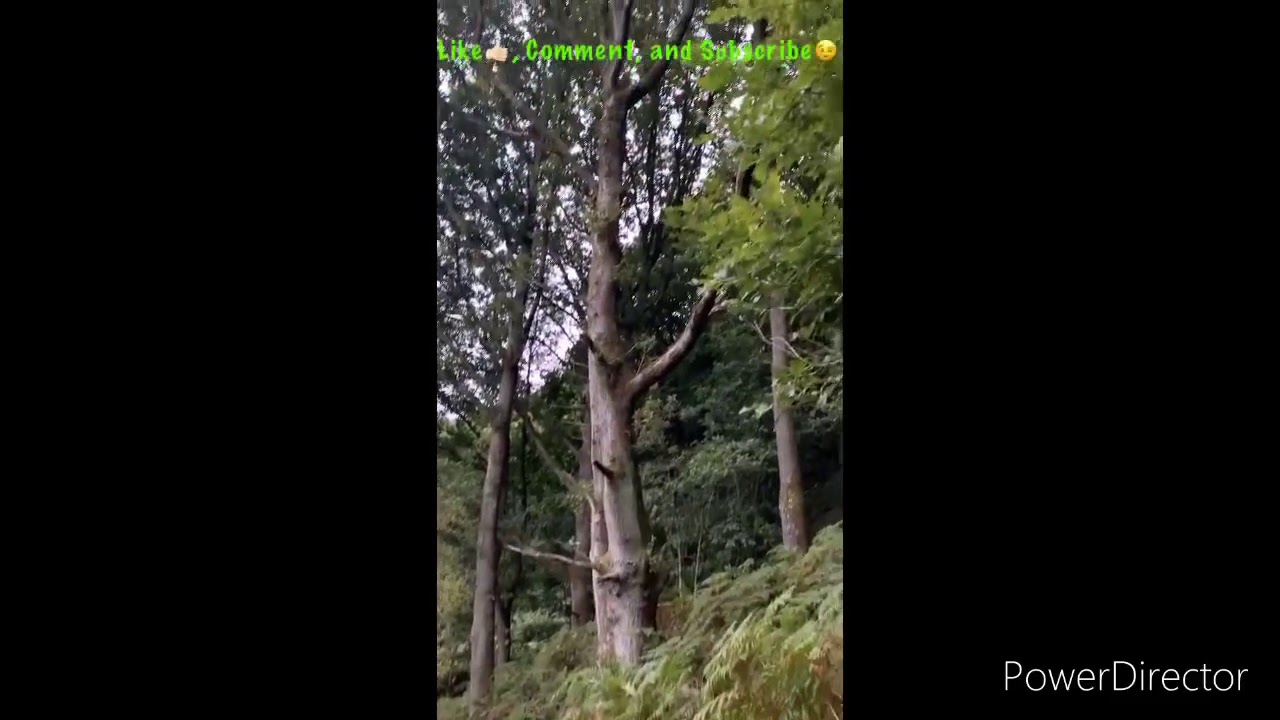 UK Outdoor Grow 🇬🇧 2020 Guerrilla Grow - Cali Strains 🔥 EP 6
