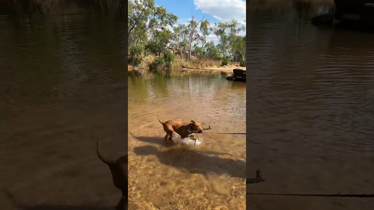 Travelling with your dog in South Australia&rsquo;s Flinders Ranges?| #campingaustralia