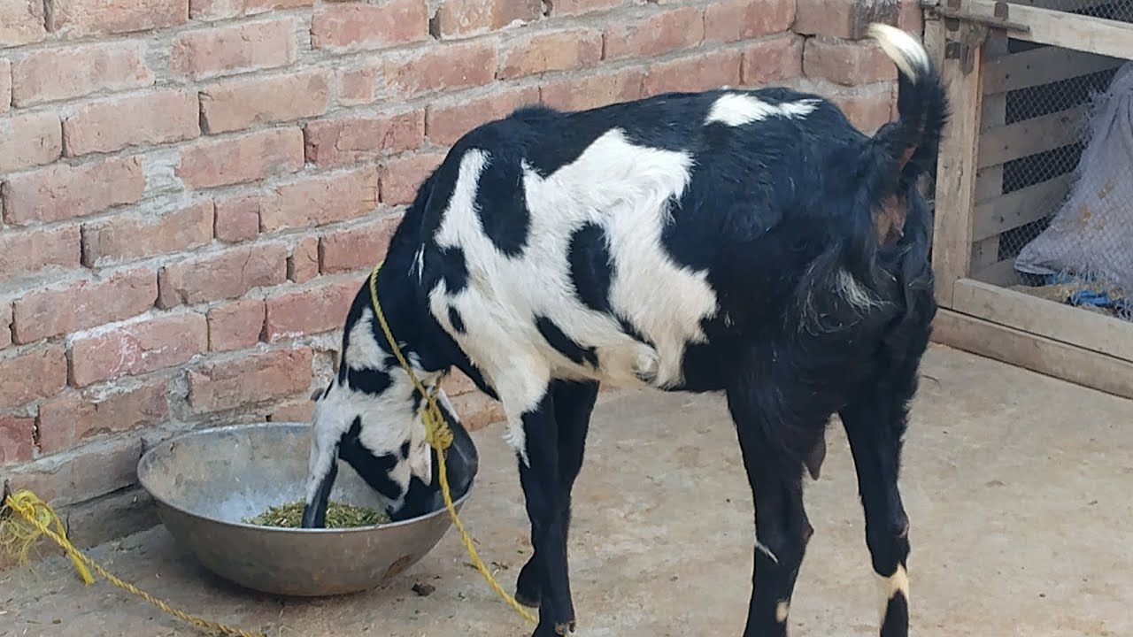 Bad News 💔 Hamari Goats Bimar Ho Gain 😭 [Chaudhary Pets vlog]