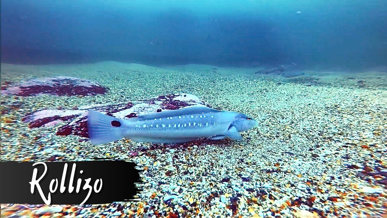 ROLLIZO (Pinguipes Chilensis) - Peces de Roca en Chile