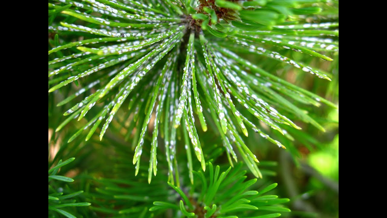 All You Need to Know about Managing Scales and Mealybugs with the Purdue Plant Doctor