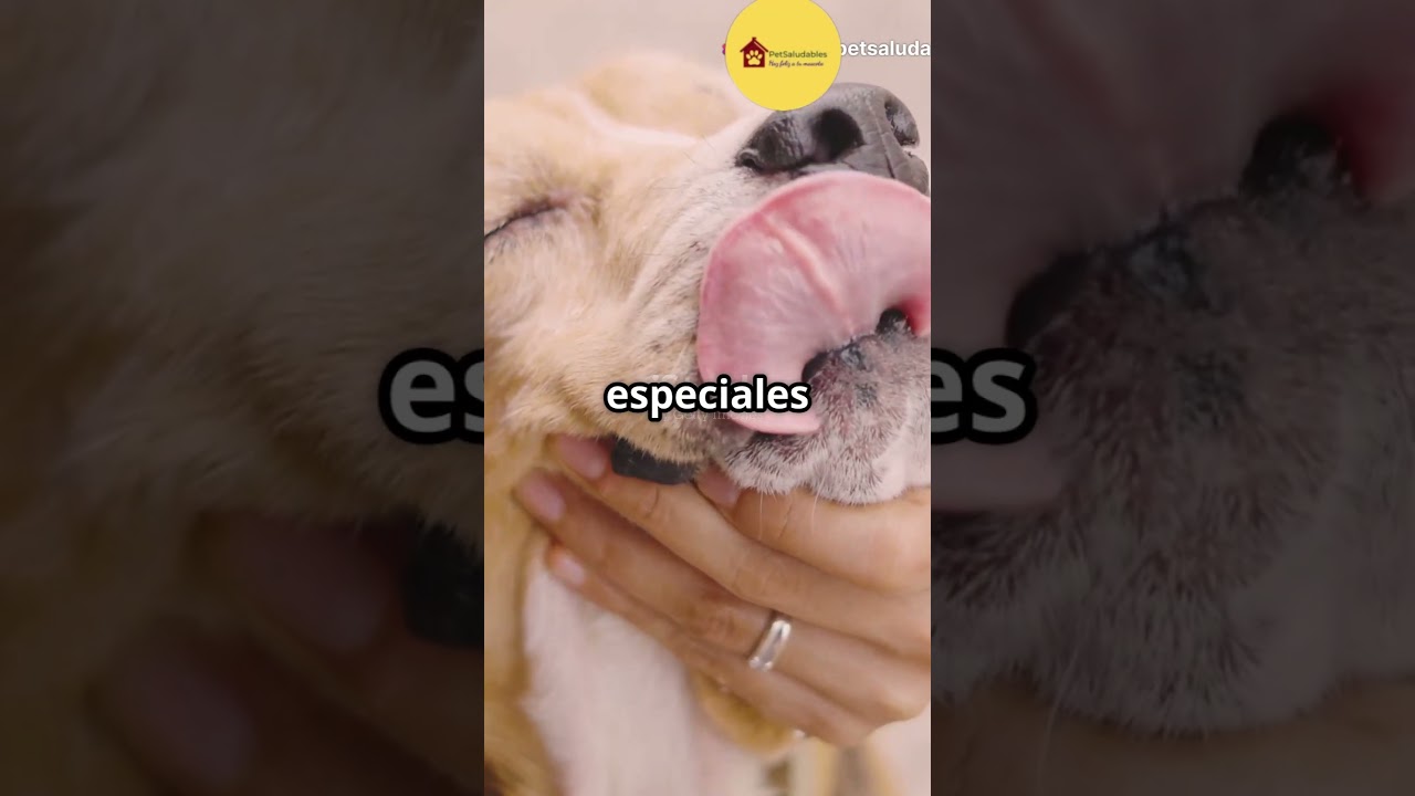 ¿Tu perro necesita protector solar?