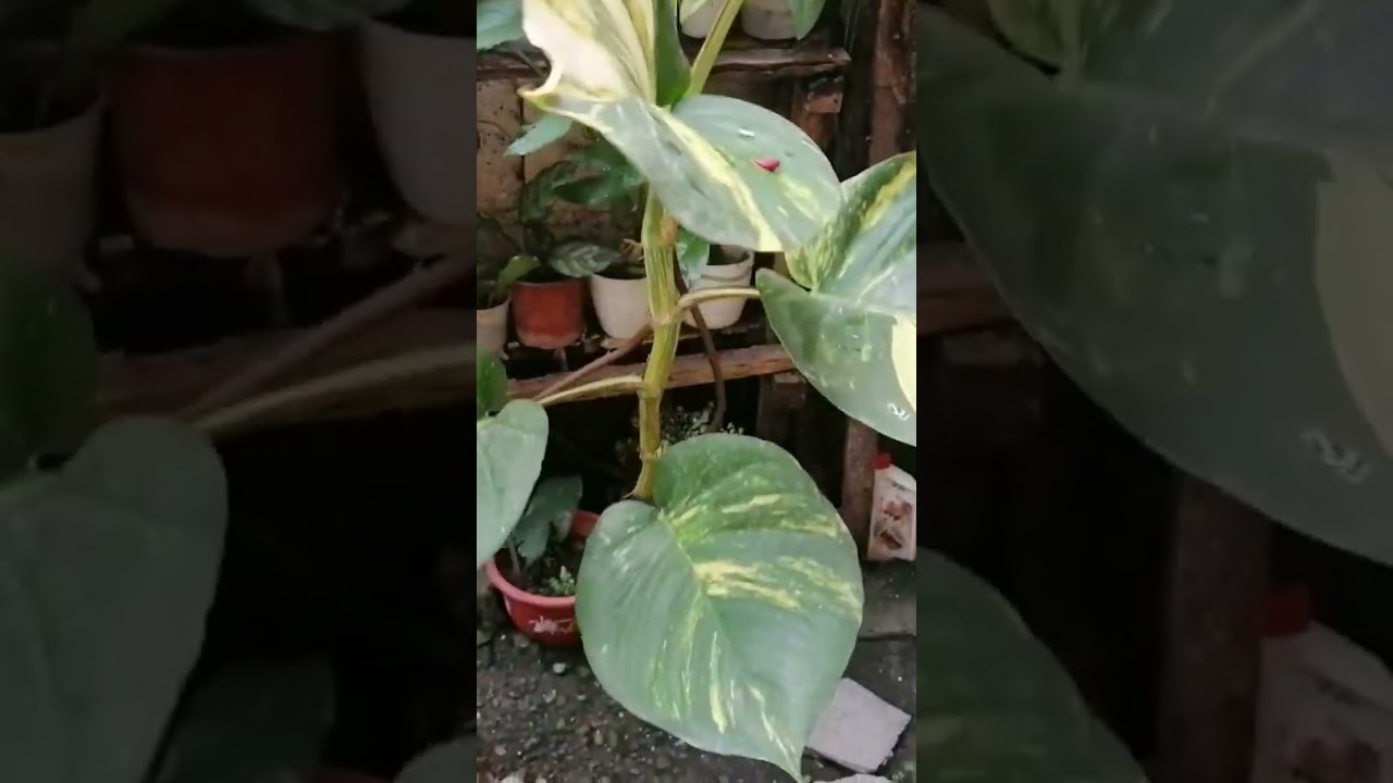 Giant Photos Plant (must have in your homes)