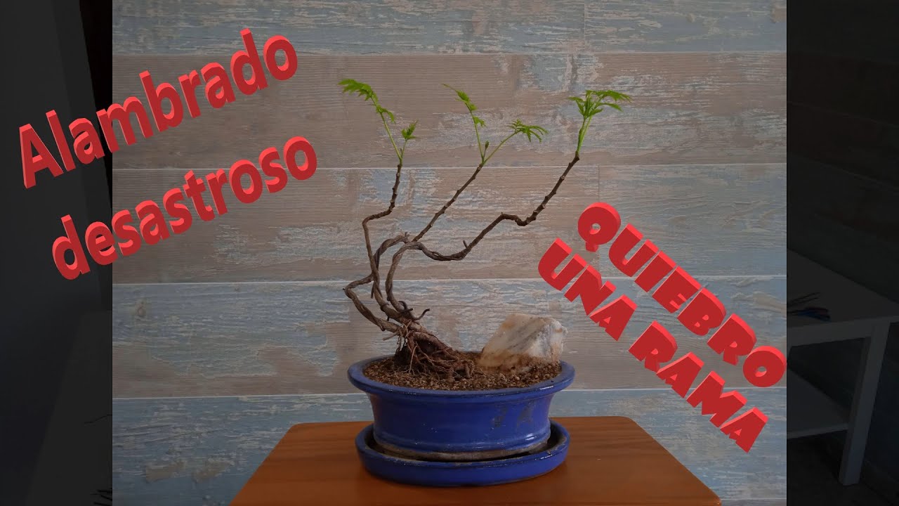 Alambrado de un bonsai. Azotado por el viento, Melia Azedarach.