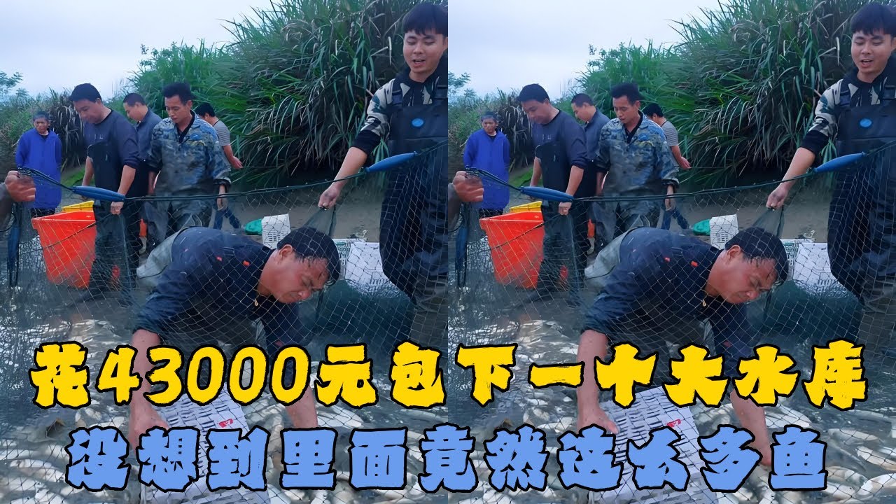 花43000元包下一个大水库，没想到里面竟然这么多鱼？#户外抓鱼 #户外捕鱼 #大表哥抓鱼 #乡村生活 #农村生活