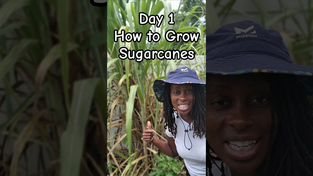 Day 1: How to grow sugarcanes  #gardeningtips #growyourownfood #sugarcane