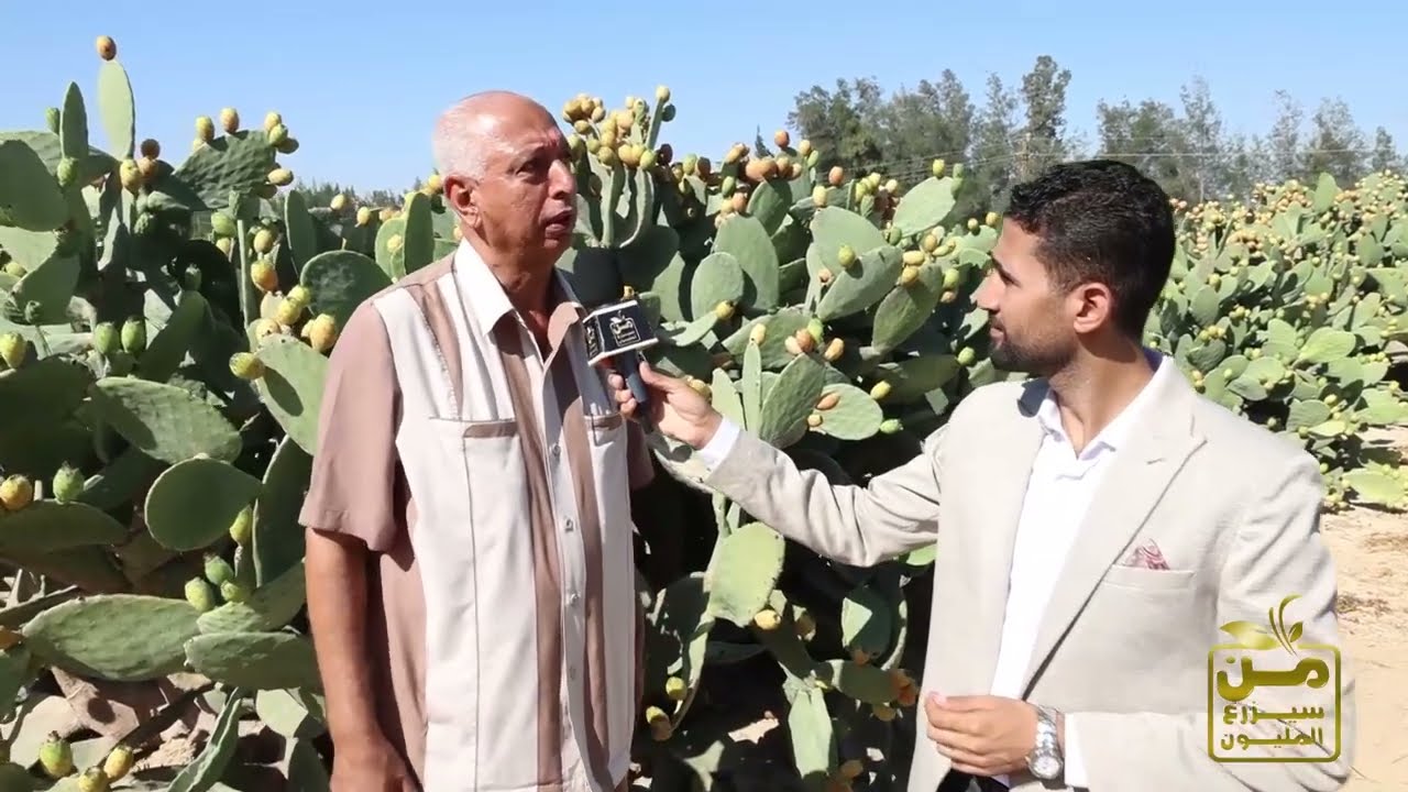أسامة حسن.. فنان زراعة التين الشوكي بيقولنا دراسة جدوى من الألف للياء.. الربح 100 ألف للفدن