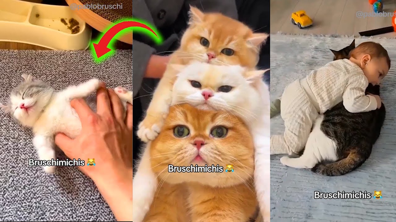 Bruschimichis 😹 Los GATOS MÁS INSANOS del MES | Ríe Sin Parar con Sus Locuras #2