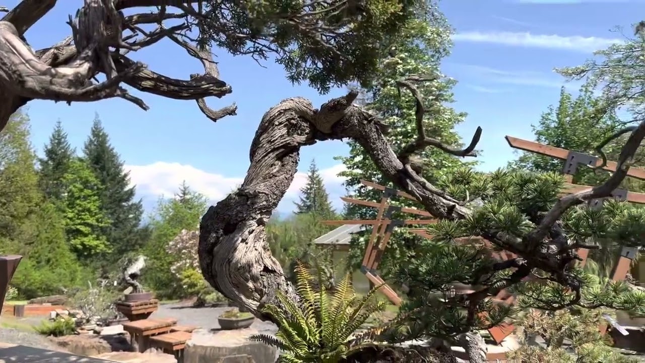 Walkthrough at the incomparable Bonsai Mirai.